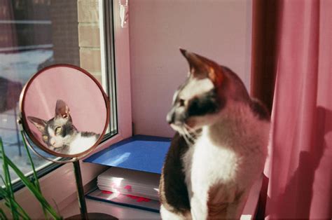 Purr-fect Reflections: 9 Mirrors Your Cat Will Love – Primi Mosaics