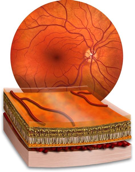 Retina anatomy schematic cross-section illustration eye art