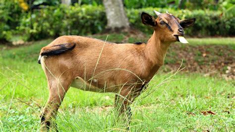 Kid you not: A four-legged groundskeeper at Jamaica resort: Travel Weekly