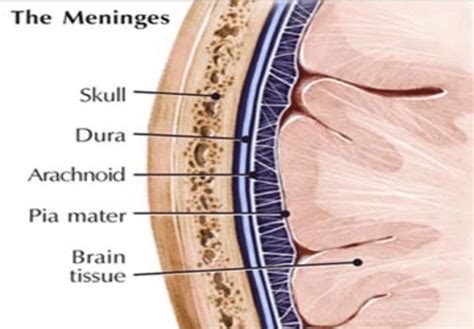 diagram   meninges   human head  dura mater