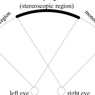 Size and shape of the human field-of view (FOV), shown for the left eye ...