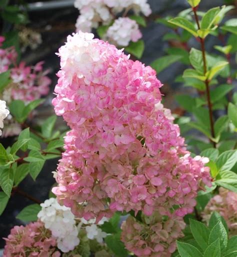 Buy plants online - Online Garden Centre for a wide variety of plants ...