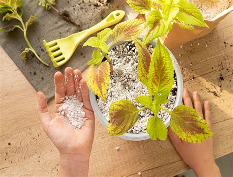 Compost vs Manure: The Best For Your Soil Health