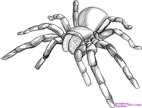 Cool Black and White line art | Spider art, Spider drawing, Spider sketch