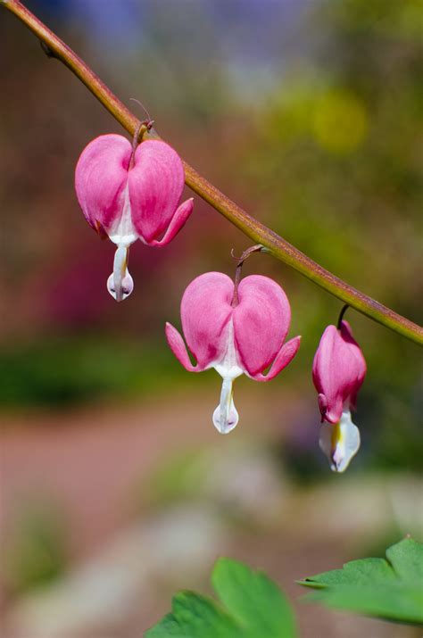 Old-Fashioned Bleeding Hearts - Island in the Net