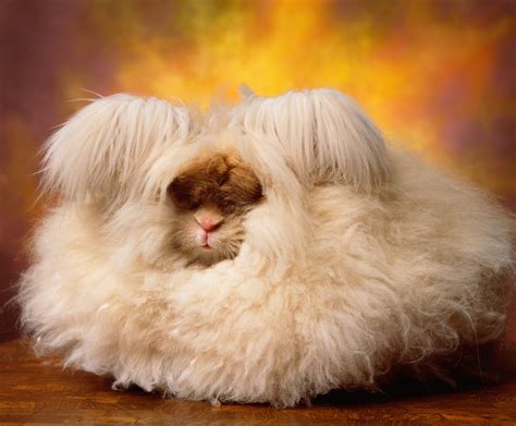 Fluffiest Bunny In The World