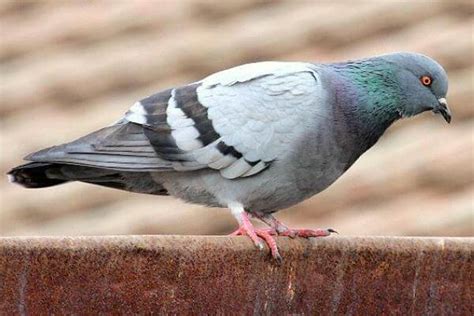 Paloma - Características, Tipos y Hábitat | CurioSfera-Animales