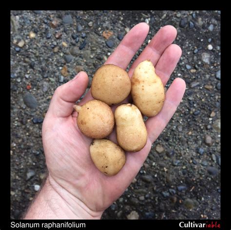 Wild Potatoes – Cultivariable