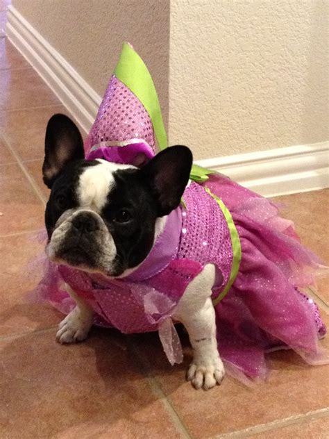 funny frenchie costumes 4