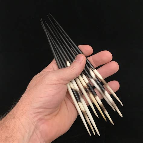 Porcupine Quills