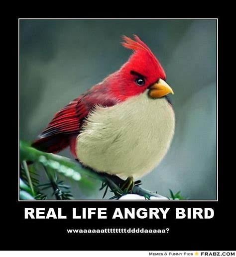 Funny Bird Quotes. QuotesGram