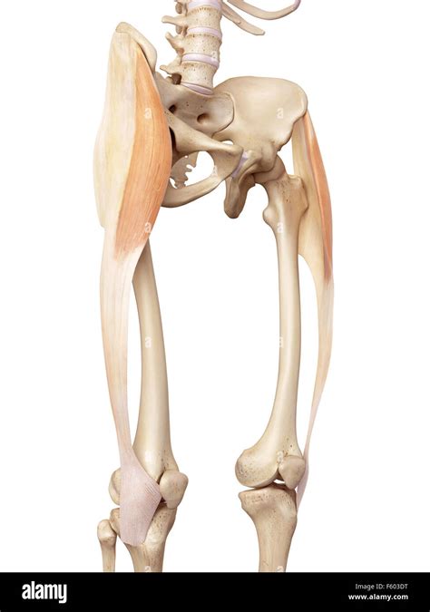 gluteus medius  tensor fascia lata