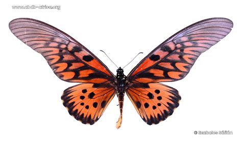 ABDB - African Butterfly Database