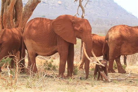 invest  elephants  stock monday international elephant foundation