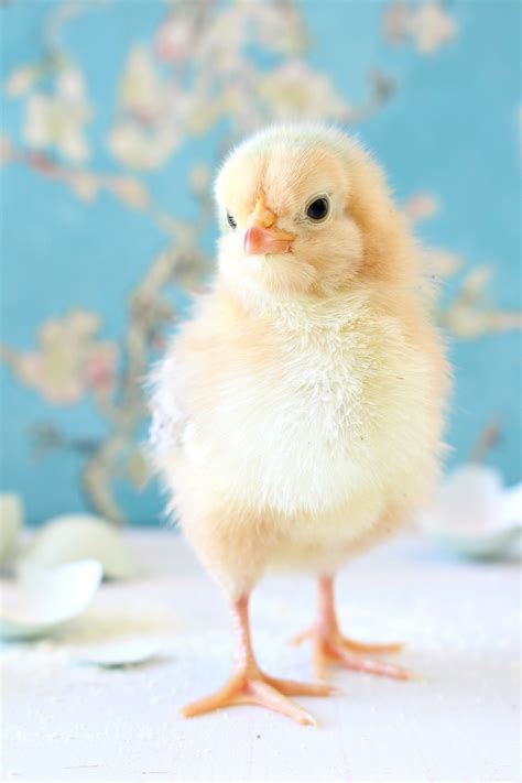 Spring Baby Chick Photos | We Got a New Batch of Chicks! | Dans le