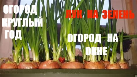 КАК ПРАВИЛЬНО САЖАТЬ ЛУК НА ЗЕЛЕНЬ /ЛУК НА ПЕРО/ЗЕЛЕНЫЙ ЛУК НА ...