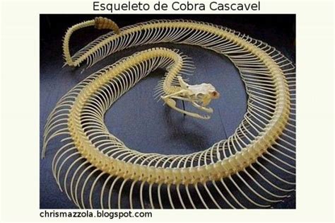 Cobra Tem Coluna Vertebral
