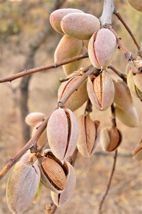 Free photo: Brown Pistachio Nut Lot - Almonds, Nature, Tree - Free