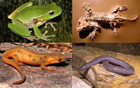 Curiosidades Sobre Os Anfibios - 10 curiosidades sobre anfíbios | Guia dos Curiosos
