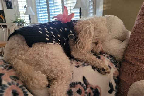 Utah dog owner seeks answers as questions swirl around mysterious illness