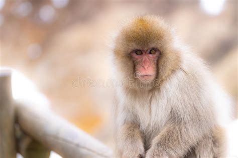 Japanese Snow monkey stock image. Image of animal, mountain - 140963531