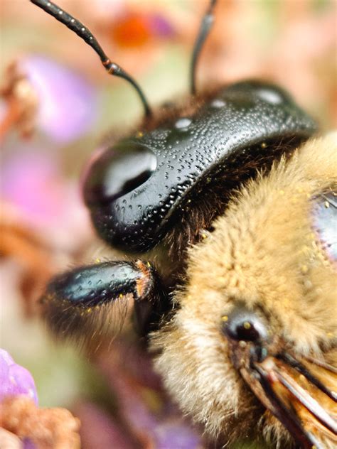 macro lens for iphone 9