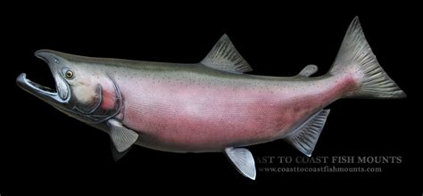 Coho Salmon Fish Mounts & Replicas by Coast-to-Coast Fish Mounts