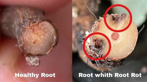 How to Detect, Fight and Prevent Root Rot on Houseplants