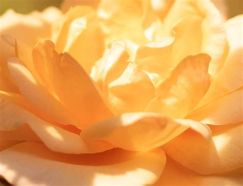 Rose Petals Orange - Free photo on Pixabay - Pixabay