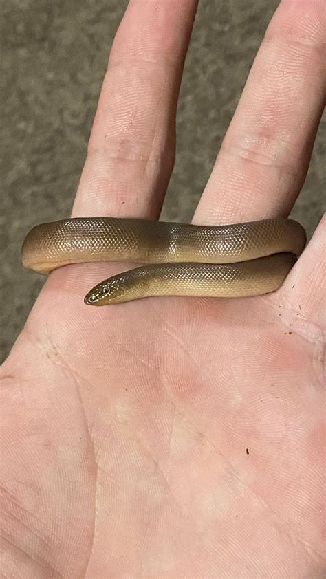 Tony the retic python, 20ft 300+Lbs later : r/snakes