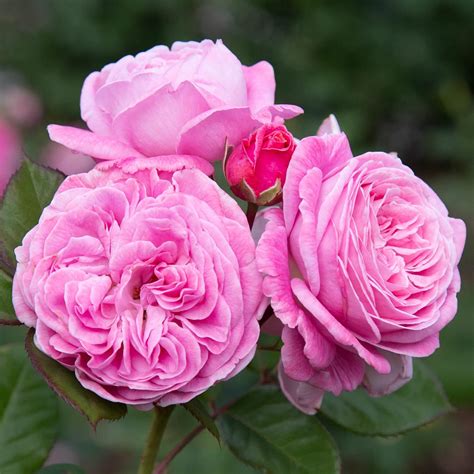 Amazon.com : Heirloom Roses Rose Plant - Parfuma® Summer Romance Pink