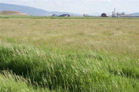 All Purpose Pasture Grass Mix - Great Basin Seeds - Pasture Grass Seed