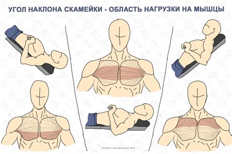 Тренировка мышц груди