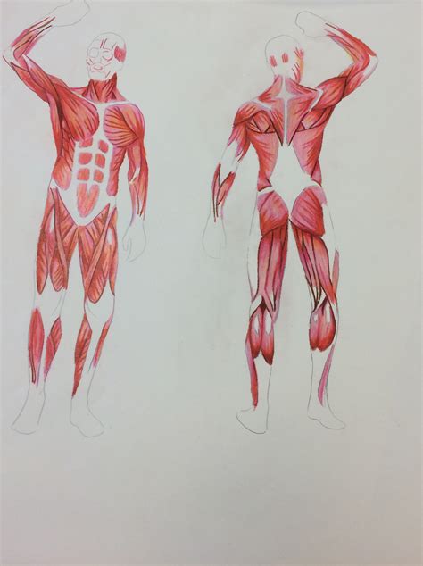 Anatomy Portfolio on Behance