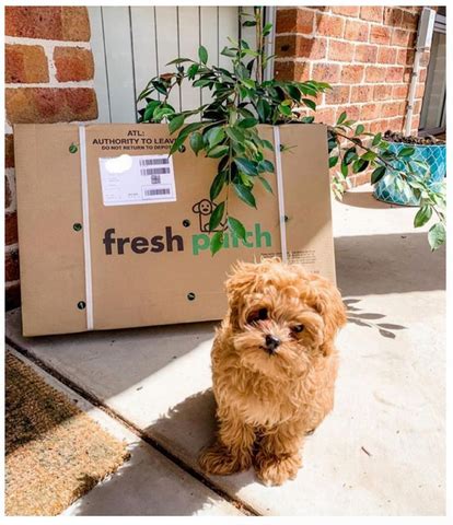 how long does it take to housebreak a dog