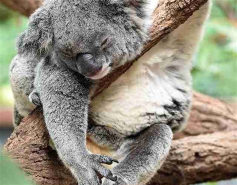 top  amazon rainforest animals facts fun facts   tropical