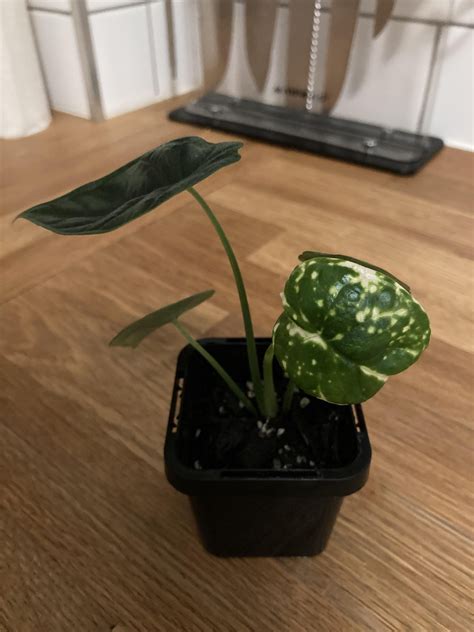 Variegation? Or something sinister? : r/alocasia