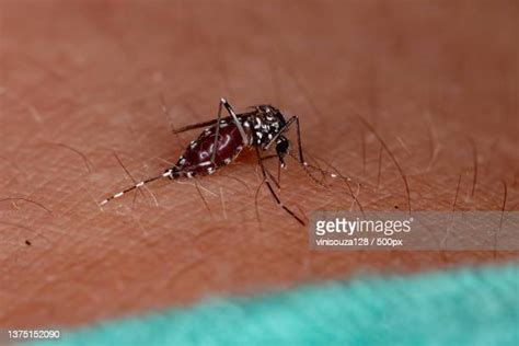 65 Asian Tiger Mosquito Bite Stock Photos, High-Res Pictures, and ...