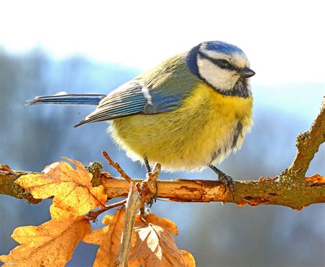 Blue Tit Photos, Blue Tit Images, Nature Wildlife Pictures | NaturePhoto