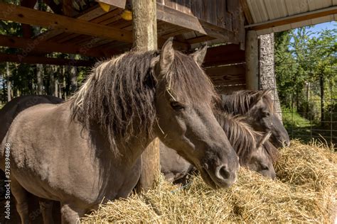 The descendants of the wild horse tarpan, (Equus ferus ferus), also known as Eurasian wild horse ...