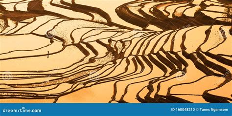 Aerial View of Yuanyang Rice Terraces at Sunrise Stock Photo - Image of ...