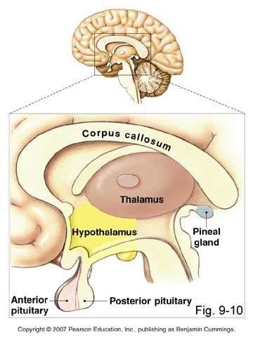 Nervous system - BIOLOGY4ISC
