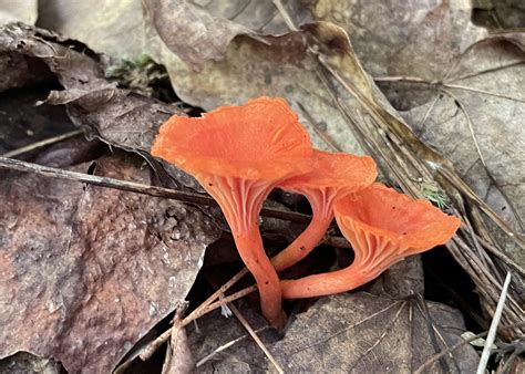 Cinnabar Chanterelle? Appalachian cove forest, South Carolina, USA : r