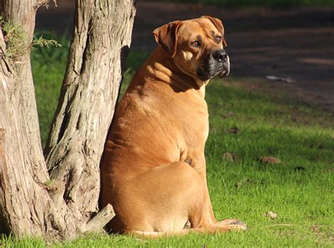 dog price list  india  find  budget friendly dog