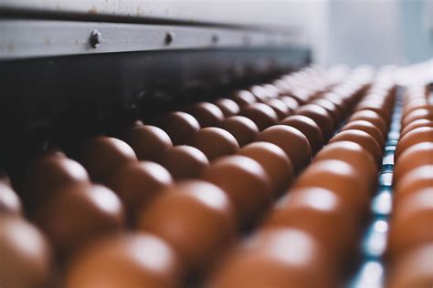 PASTURE RAISED – DUTCH COUNTRY ORGANICS