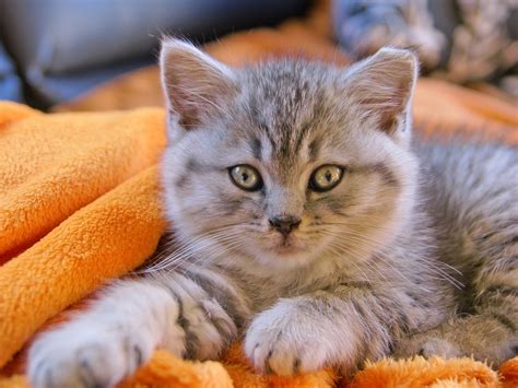 10 Essential Cat Safety Rules You Need To Know