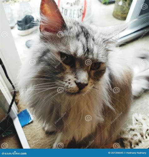 Fluffy and Cute Hairy White Cat Stock Image - Image of cute, mammal
