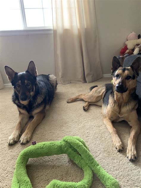 Mags.IRL on Twitter: "Whiskey is judging you https://t.co/UW6YZ230vK