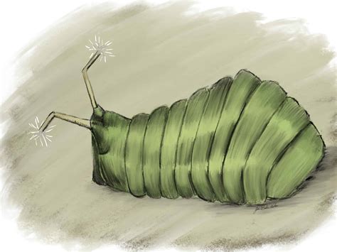 Angled Sunbeam Caterpillar Animal Pictures | A-Z Animals