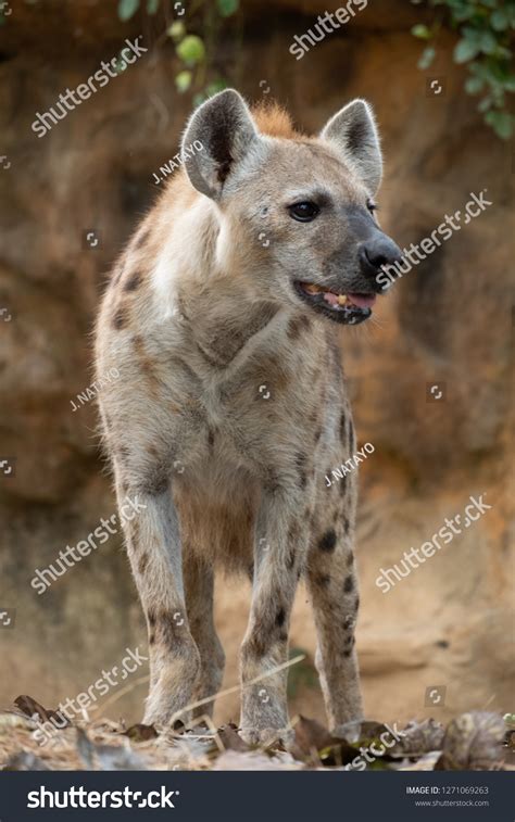 Behavior Spotted Hyena Stock Photo 1271069263 | Shutterstock